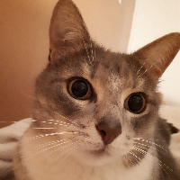 Léa Gallier's avatar